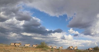 世界で唯一現存する野生馬の繁殖拡大を目指す、新疆の繁殖研究センター