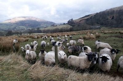 日本人だけ？「ピーターラビットの故郷」がツアー客から寄付金徴収