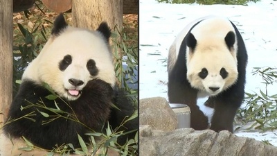 動画:米首都にパンダ復活、2頭の一般公開始まる