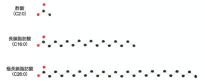 指定難病「副腎白質ジストロフィー」診断の鍵となる マーカー分子の産生酵素を発見