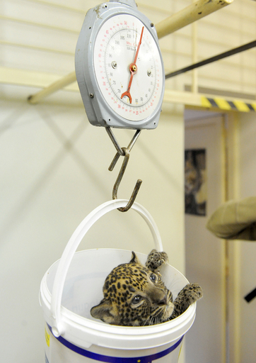 スロバキアの動物園、スリランカヒョウの双子の赤ちゃんがデビュー