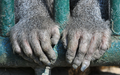 来場者見つめるマントヒヒ、スロバキアの動物園