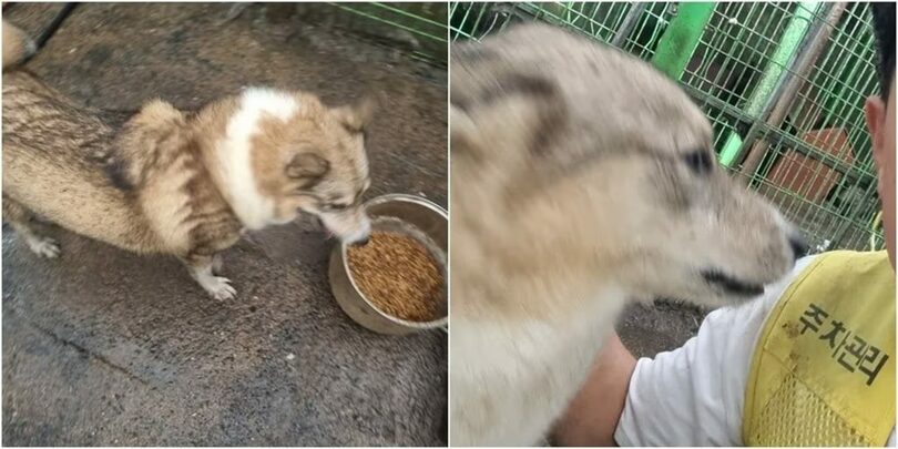 忠清南道錦山郡の民間動物保護施設で保護されている狼犬「イェフン」＝エンジェルホームハウス提供(c)news1