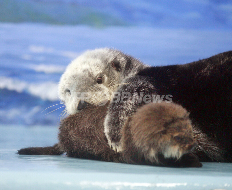ロシアラッコの赤ちゃん公開
