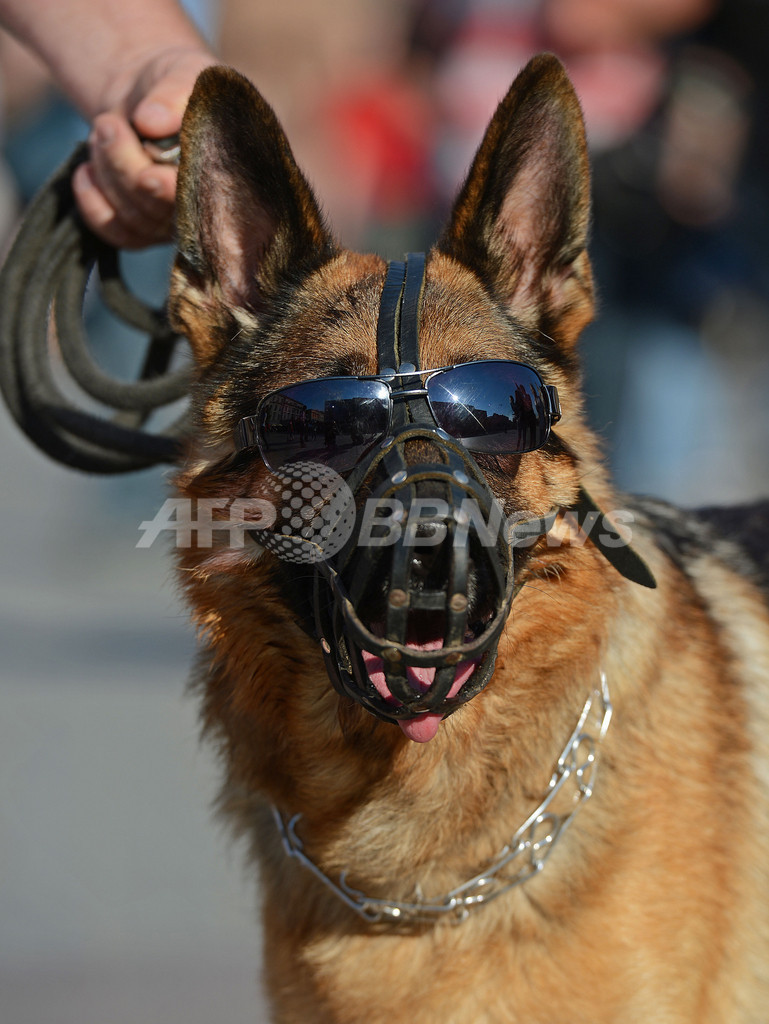 サングラスで決めポーズ！イングランドサポーターの犬、ポーランド