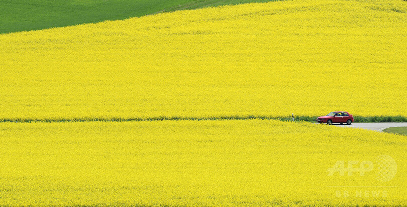 菜の花が満開、ドイツ南部