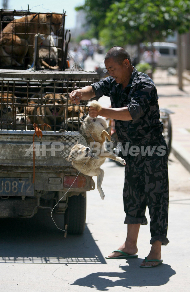犬の登録と予防接種で狂犬病対策、未登録の犬は1億5000万匹も 中国