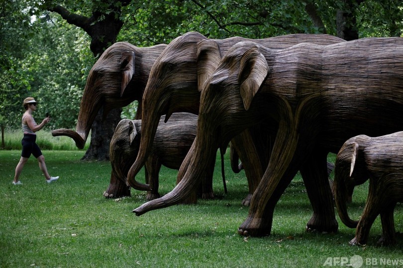 【今日の1枚】ゾウの群れが接近、でも慌てないで