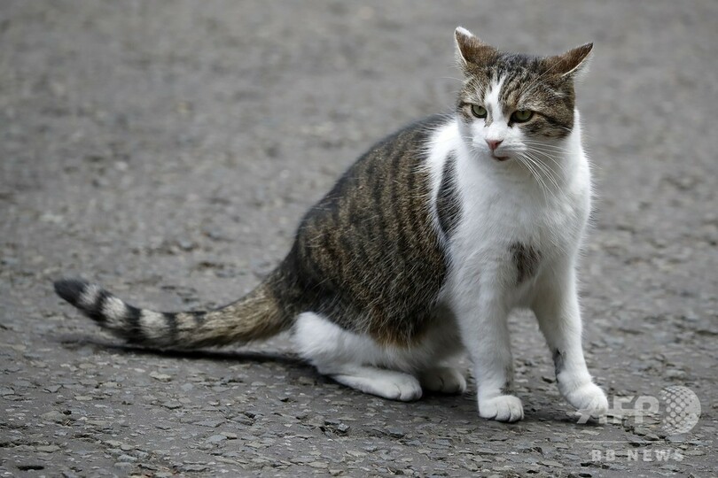 猫のラリーにライバル出現？ 英首相官邸に子犬が入居