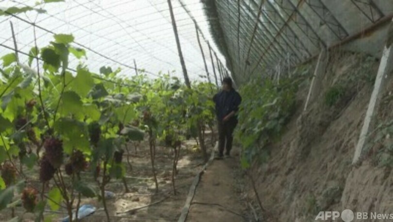 デジタル技術で農業を効率化し増収も実現 遼寧省・新民市