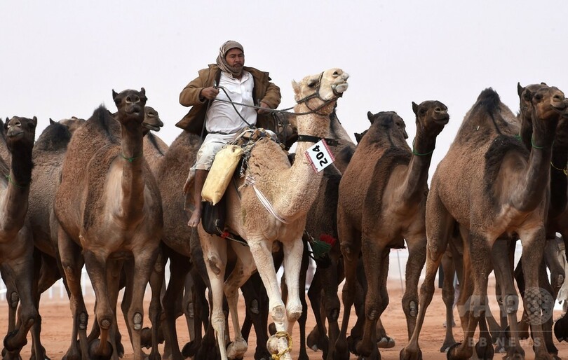 ラクダにボトックス注射、品評会で発覚し失格に サウジアラビア