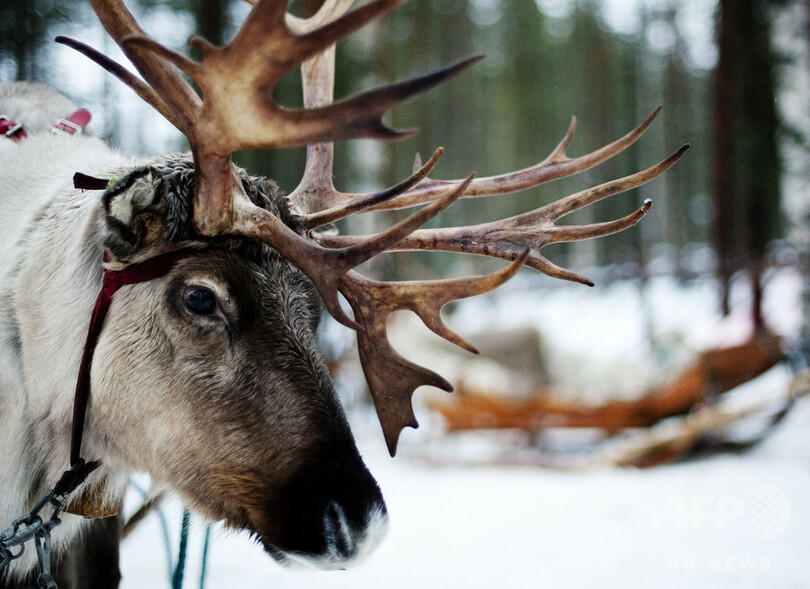 軍事演習中にトナカイ登場で装甲車が追突、兵士12人搬送 フィンランド