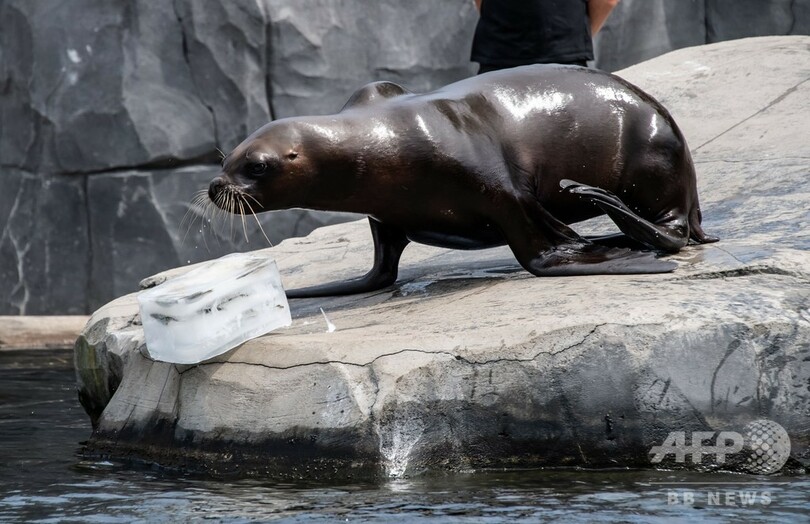 氷だいすき！ 猛暑のパリで冷たいおやつを楽しむ動物たち