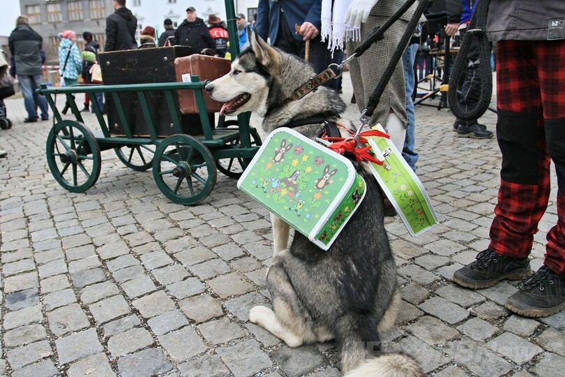 旅行カバンずらり、世界記録にワンちゃんも協力