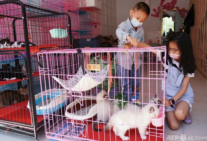 価格競争の末… トラブル続出の「ペットの無料里親」