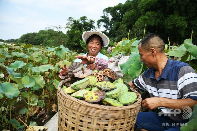 ハスの実が脱貧困への切り札に 四川・瀘州