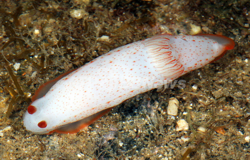 フィリピンでも新種300種を発見、米機関