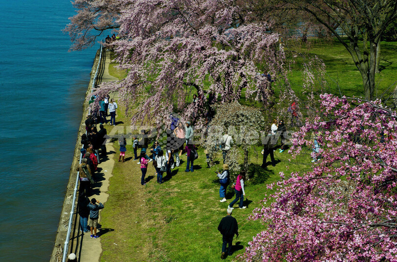 日本から贈られた桜、米首都ワシントンで見ごろ