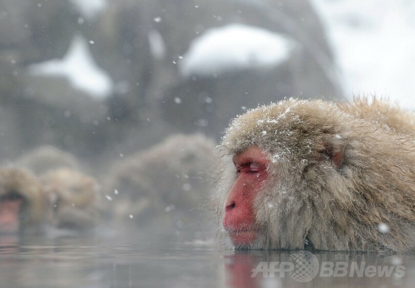 露天風呂を満喫する地獄谷のニホンザルたち