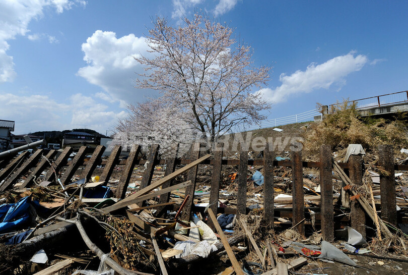 被災した駅に咲く満開の桜、東松島市・東名駅