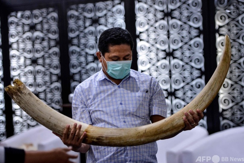 スマトラトラ剥製に象牙…実物見せて研修 インドネシア