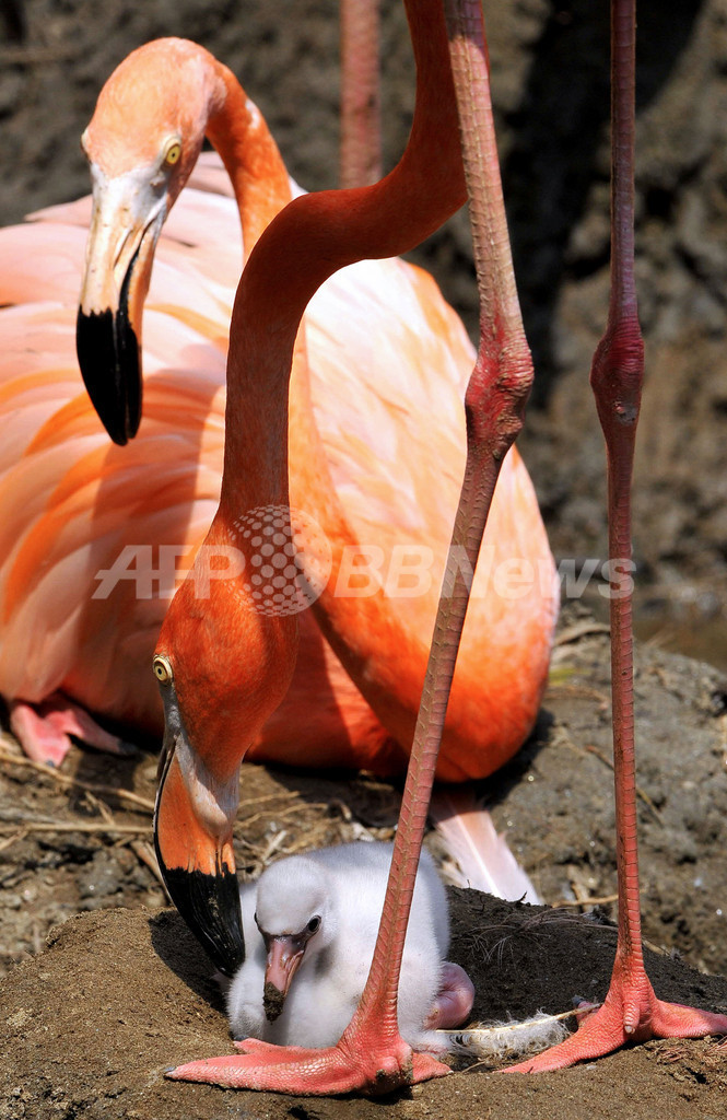 生後6日のベニイロフラミンゴの赤ちゃん、コロンビア