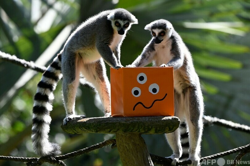  食べられる側はどっち？ 動物にハロウィーンの贈り物 グアテマラ