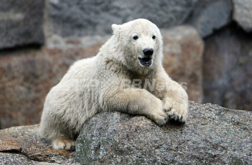 人工飼育のシロクマ「クヌート」、体重35キロに成長