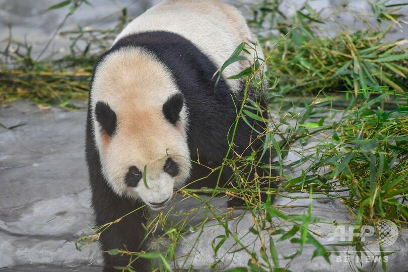 熱帯の動物園に初のジャイアントパンダ 海南省