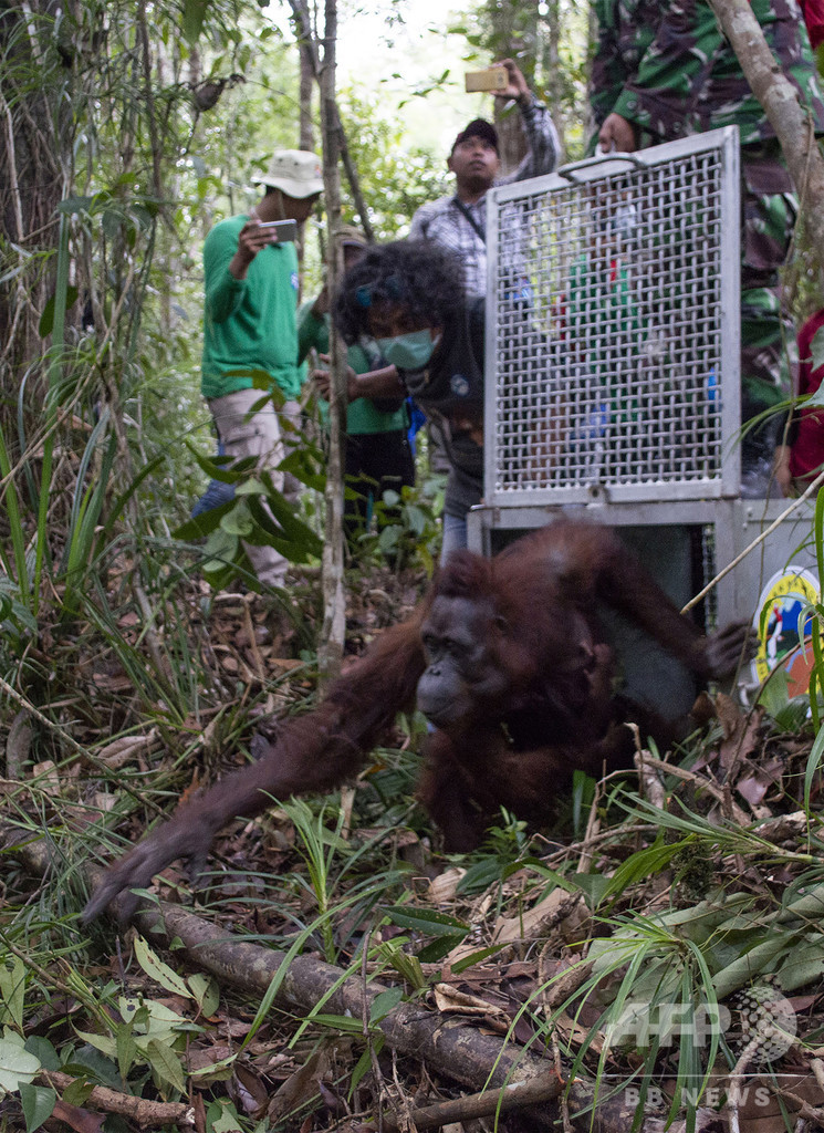 森林火災で救出されたオランウータン母子、森に帰る インドネシア