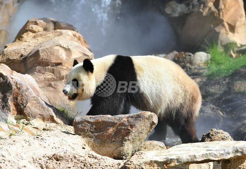 来園者に興味津々、仏動物園のジャイアントパンダ