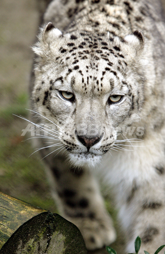 ユキヒョウ、仏から独へ引越し