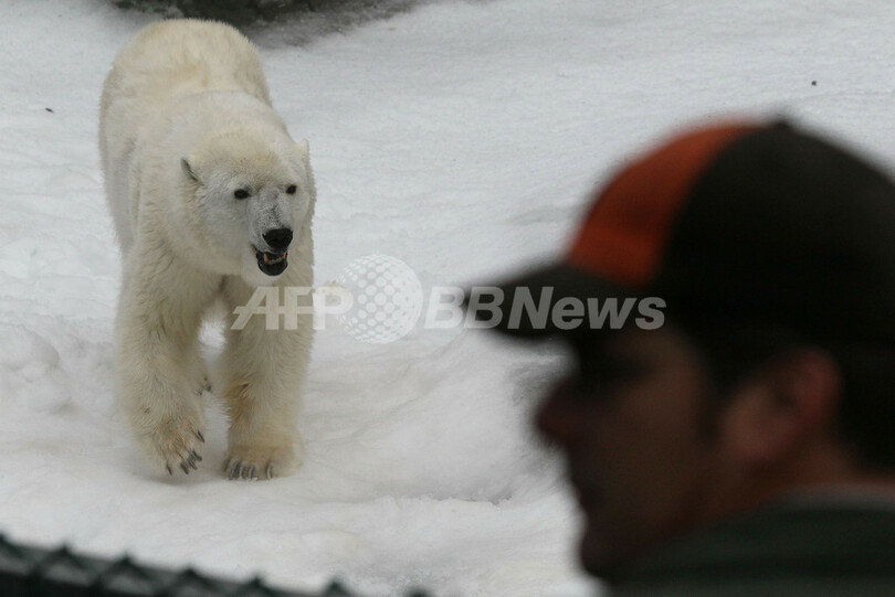 狂喜乱舞するシロクマ、サンフランシスコ動物園で人工雪