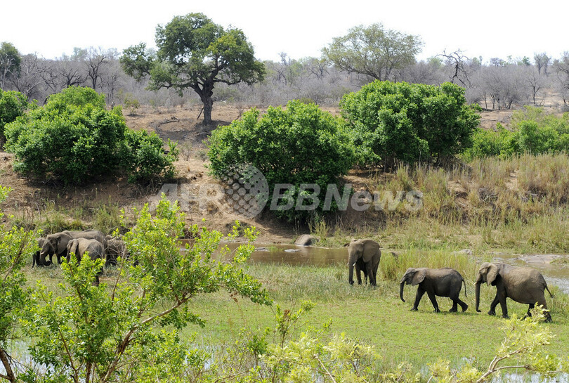 南ア・クルーガー国立公園、動物たちの食事風景