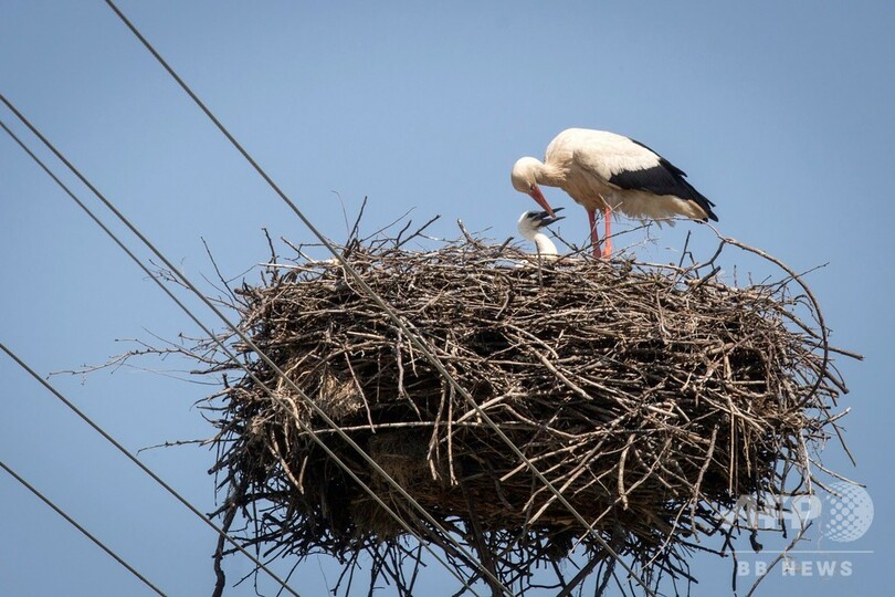 実は安全？コウノトリが電柱の上で子育て奮闘中 セルビア