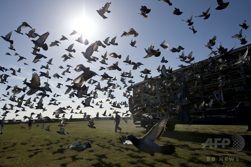 英国の鳩レース、2万羽が空へ