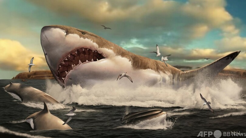 古代の巨大サメ 暖かい浅瀬の 託児所 減少で絶滅か 研究 写真2枚 国際ニュース Afpbb News