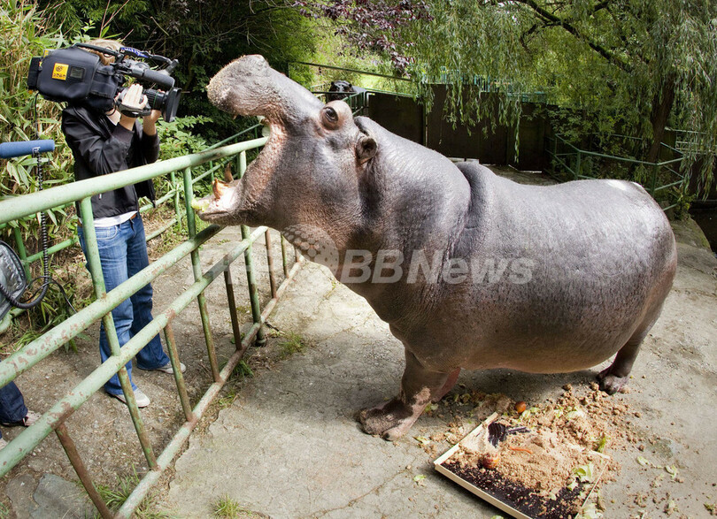 50歳になったカバに野菜のケーキをプレゼント、ドイツ