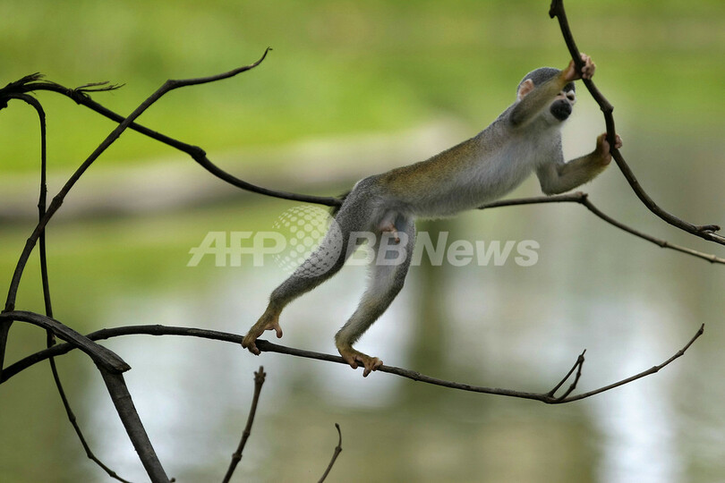 アマゾンに生きる絶滅危惧種の動物たち