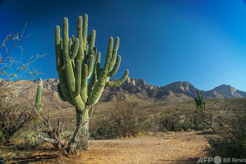 樹齢200年の巨大サボテン、大雨で転倒 米