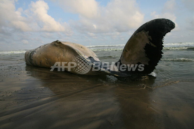 砂浜に打ち上げられる巨大なクジラ