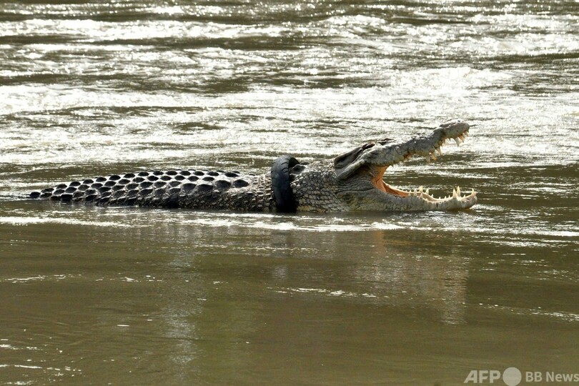 ワニの首のタイヤ、いまだ外れず インドネシア