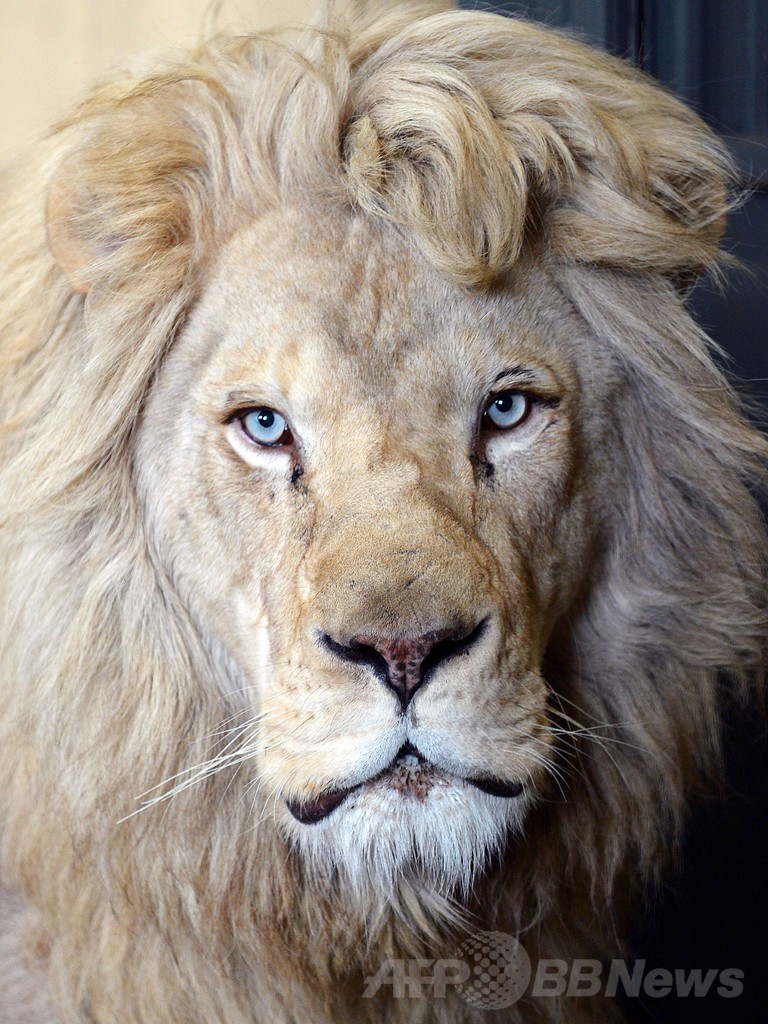 赤ちゃん3匹が誕生、ポーランドのホワイトライオン