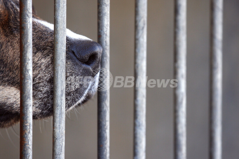 殺処分命令の犬連れて飼い主逃走、豪州