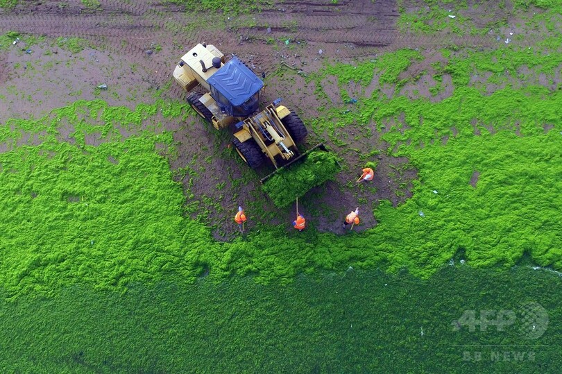 海が緑に、今年も藻が大量発生 中国・青島