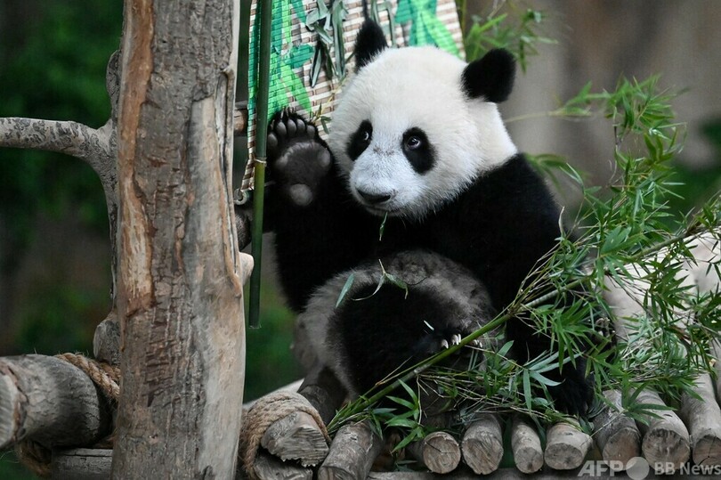 国立動物園の赤ちゃんパンダ、シェンイー マレーシア首都