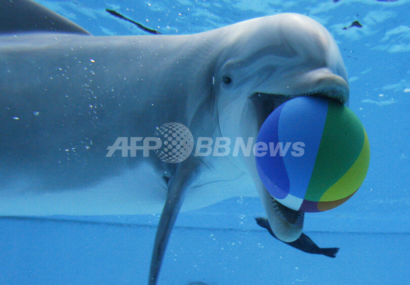 ボール遊びは楽しいな、独ニュルンベルクの動物園のイルカ