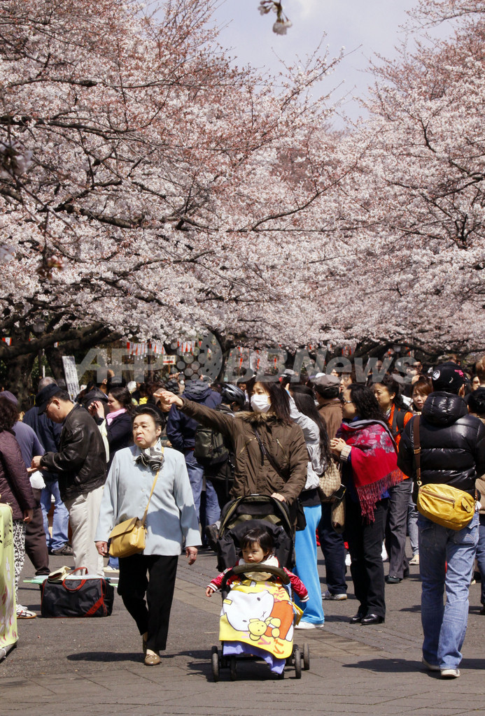 都内で桜が満開に、ニホンザルも大喜び？
