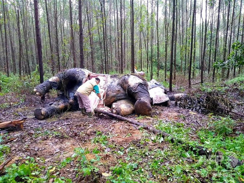 頭部切断、牙奪われたスマトラゾウの死骸発見 インドネシア