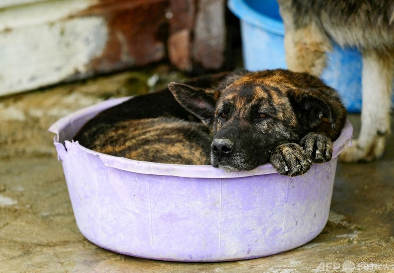 「魂を売った…」困窮でペット手放す人続出 レバノン